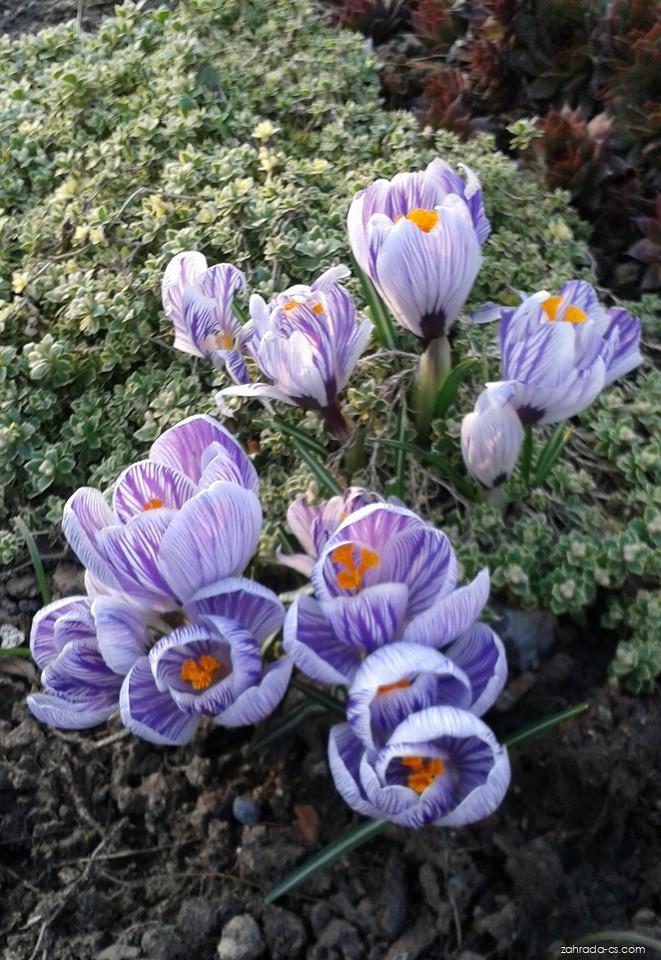 Crocus vernus Pickwick (šafrán bělokvětý) Crocus vernus Pickwick (šafrán bělokvětý)