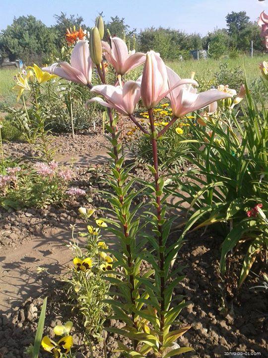 Lilium x hybridum Elodie (lilie) Lilium x hybridum Elodie (lilie)