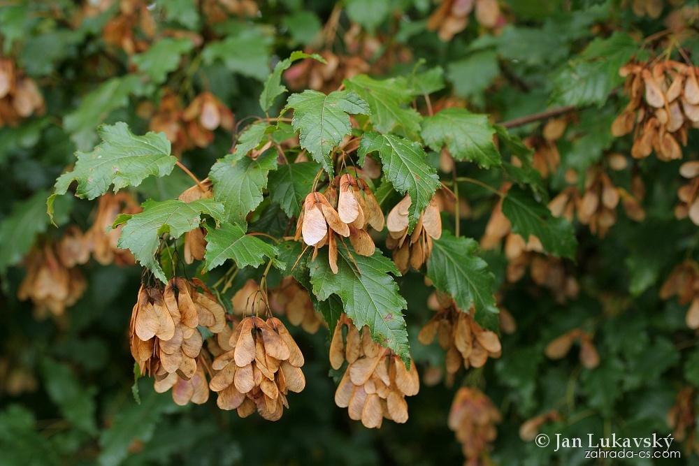 Acer tataricum (javor tatarský) Acer tataricum (javor tatarský)
