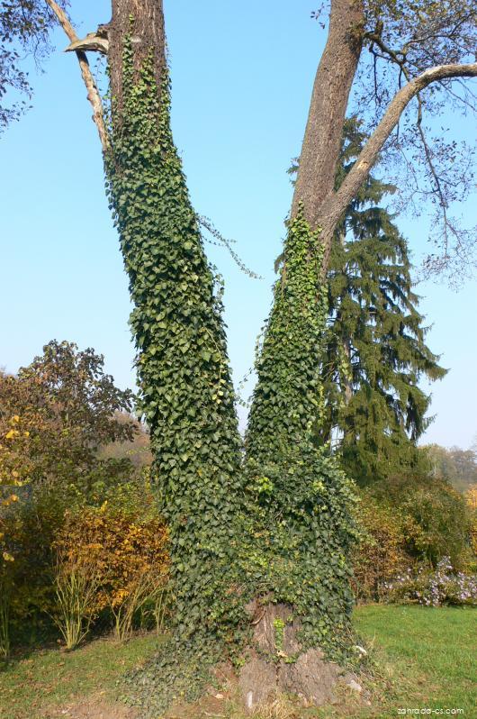 Hedera helix L. (břečťan popínavý) Hedera helix L. (břečťan popínavý)