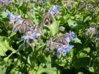 Brutnák lékařský (Borago officinalis)