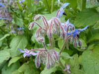 Brutnák lékařský (Borago officinalis)
