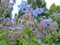 Brutnák lékařský (Borago officinalis)
