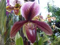 Střevíčník (Paphiopedilum)