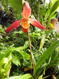 Střevíčník (Paphiopedilum)