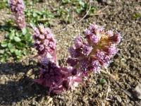 Devětsil zvrhlý (Petasites hybridus)
