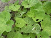 Devětsil lékařský (Petasites hybridus)