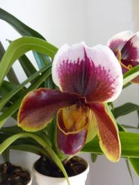 Střevíčník (Paphiopedilum)