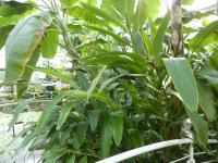 Galgán ozdobný (Alpinia speciosa)