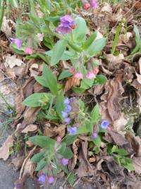 Plicník lékařský (Pulmonaria officinalis)
