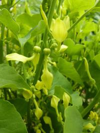 Podražec křovištní (Aristolochia clematitis)
