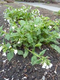 Plicník (Pulmonaria)
