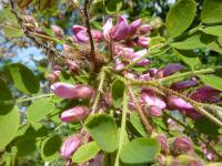 Trnovník srstnatý (Robinia hispida)