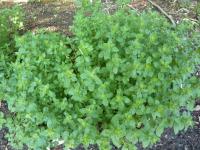 Marulka šantovitá 'Hector Harrison' (Calamintha nepeta)