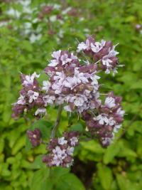 Marulka šantovitá (Calamintha nepeta)
