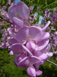Trnovník srstnatý (Robinia hispida)