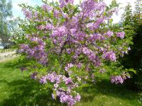 Trnovník srstnatý (Robinia hispida)