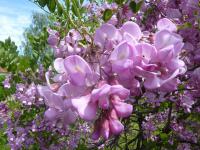 Trnovník srstnatý (Robinia hispida)