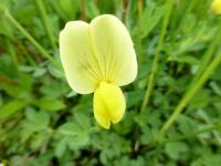 Ledenec přímořský (Lotus maritimus)