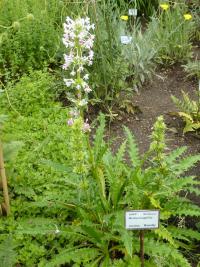 Morina dlouholistá (Morina longifolia)
