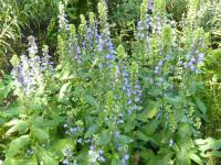 Lobelka velká (Lobelia siphilitica)