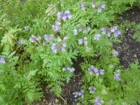 Svazenka vratičolistá (Phacelia tanacetifolia)
