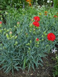Hvozdík 'Can Can' (Dianthus)