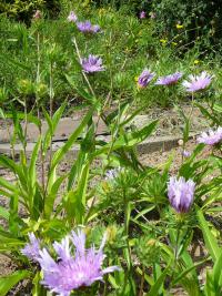 Stokézie (Stokesia laevis)