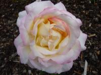 Růže 'Gloria Dei' - Velkokvěté růže (Rosa)