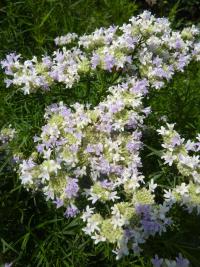Pyknantemum (Pycnanthemum tenuifolium)