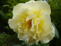 Růže 'Lichtkönigin Lucia' (Rosa)
