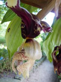 Stanhopea (Stanhopea hernandezii)