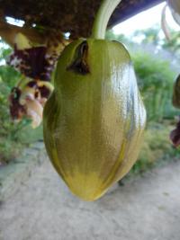Stanhopea - poupě (Stanhopea hernandezii)