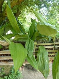 Stanhopea (Stanhopea hernandezii)