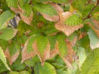 Habr obecný (Carpinus betulus)