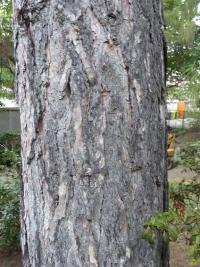 Pinus nigra   borovice černá kůra, borka