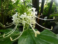 Okrasný zázvor (Hedychium thyrsiforme)