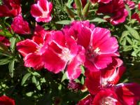 Zářivka velkokvětá (Clarkia amoena subsp lindleyi)