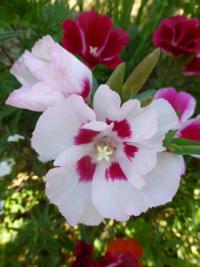 Zářivka velkokvětá (Clarkia amoena subsp lindleyi)