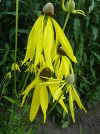Ratibida (Ratibida pinnata)