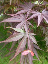 Javor dlanitolistý 'Oshu shidare'