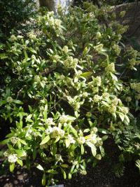 Skimie japonská 'Keessen' (Skimmia japonica)