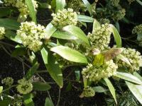 Skimie japonská 'Keessen' (Skimmia japonica)