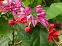 Blahokeř Thomsonové (Clerodendrum thomsoniae)