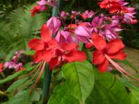 Blahokeř Thomsonové (Clerodendrum thomsoniae)
