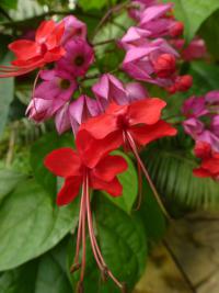 Blahokeř Thomsonové (Clerodendrum thomsoniae)