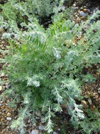 Pelyněk chladný (Artemisia frigida)