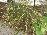 Janovec metlatý (Cytisus scoparius)