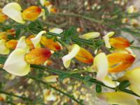 Janovec metlatý (Cytisus scoparius)