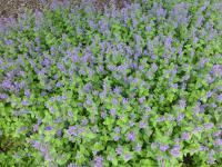 Šanta hroznovitá 'Grog' (Nepeta racemosa)